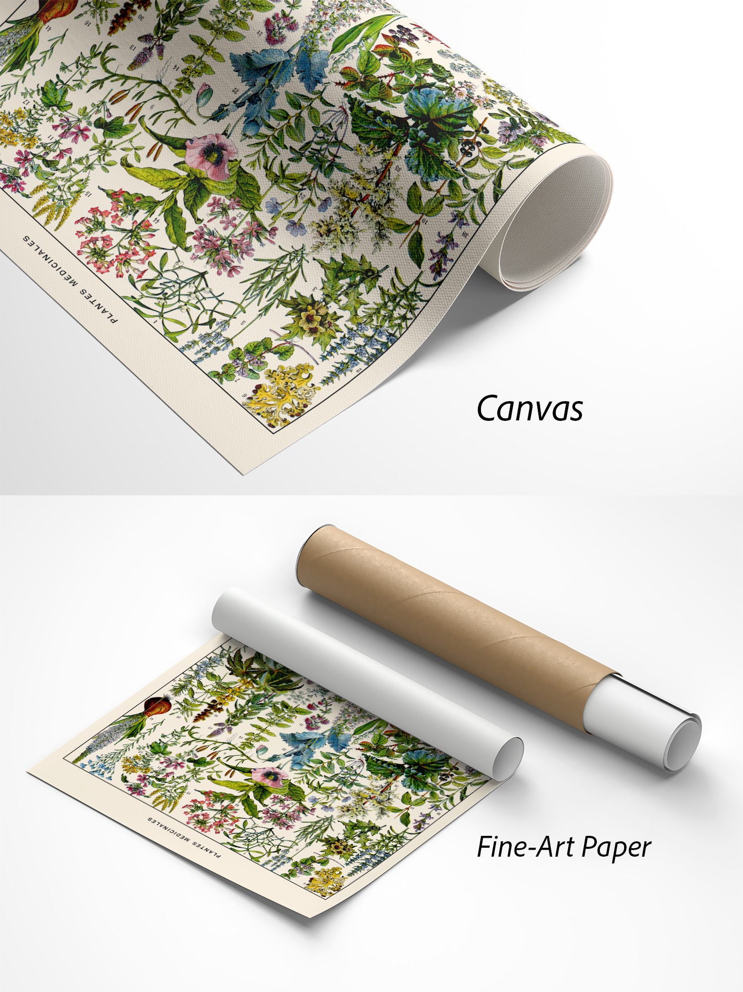 Adolphe Millot Plantes Médicinales Kunstdruck auf Canvas und Fine-Art-Papier im Materialvergleich