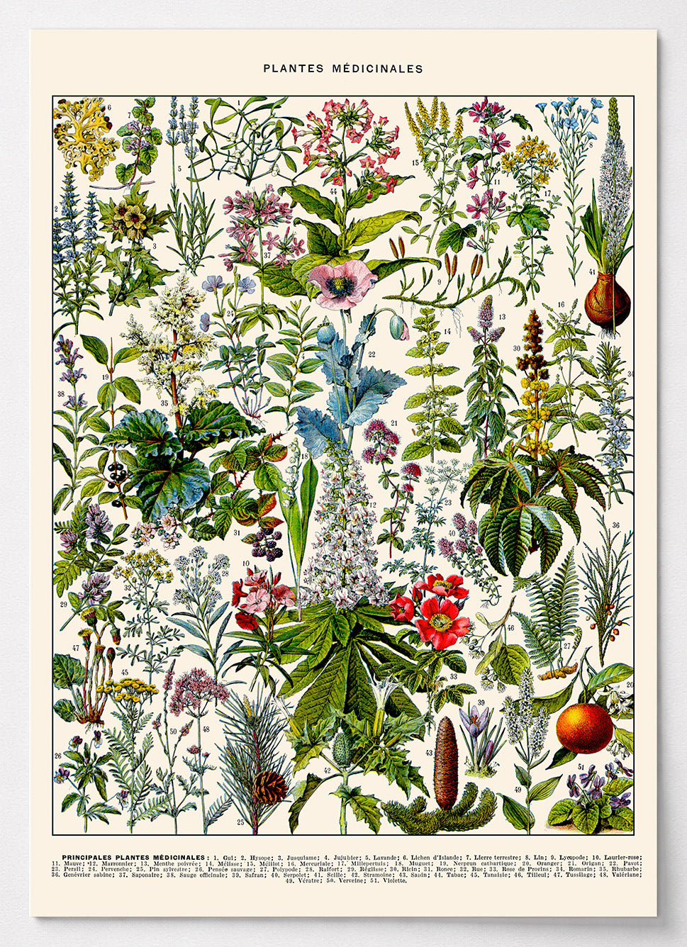 Botanisches Poster mit Heilpflanzen-Tafel von Adolphe Millot