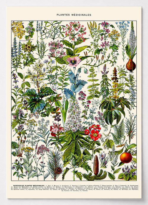 Botanisches Poster mit Heilpflanzen-Tafel von Adolphe Millot