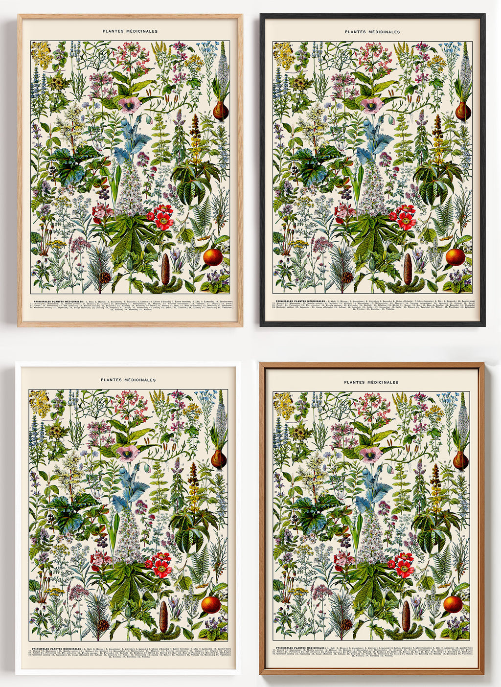 Botanisches Heilpflanzen Poster als Wandbild auf Papier oder Leinwand