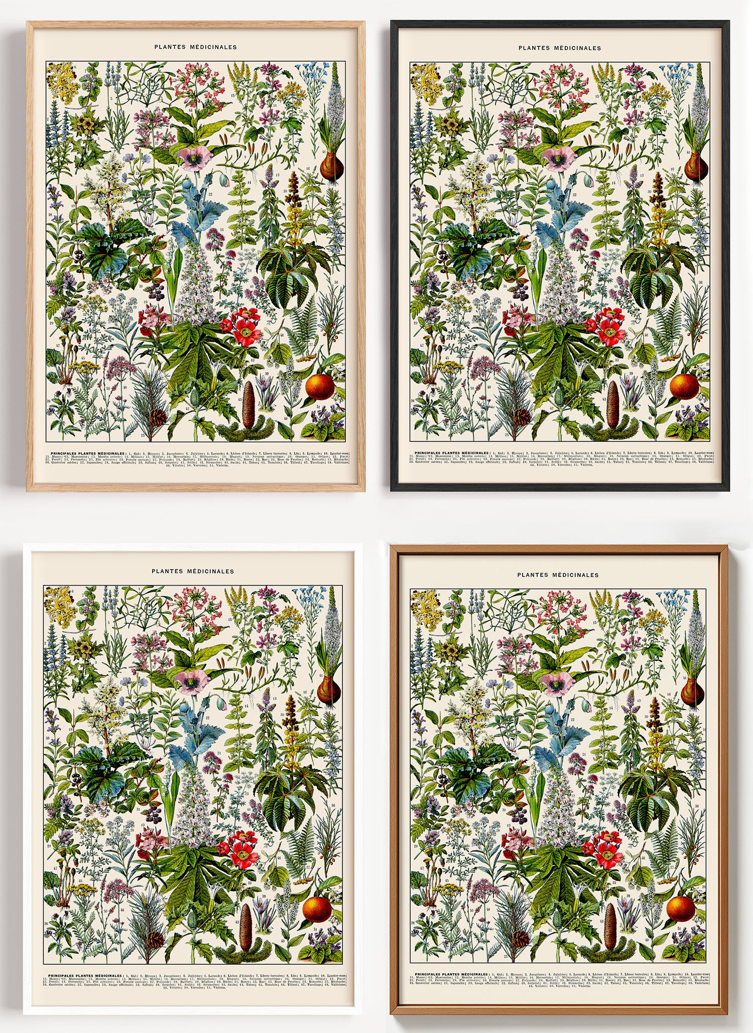 Botanisches Heilpflanzen Poster als Wandbild auf Papier oder Leinwand