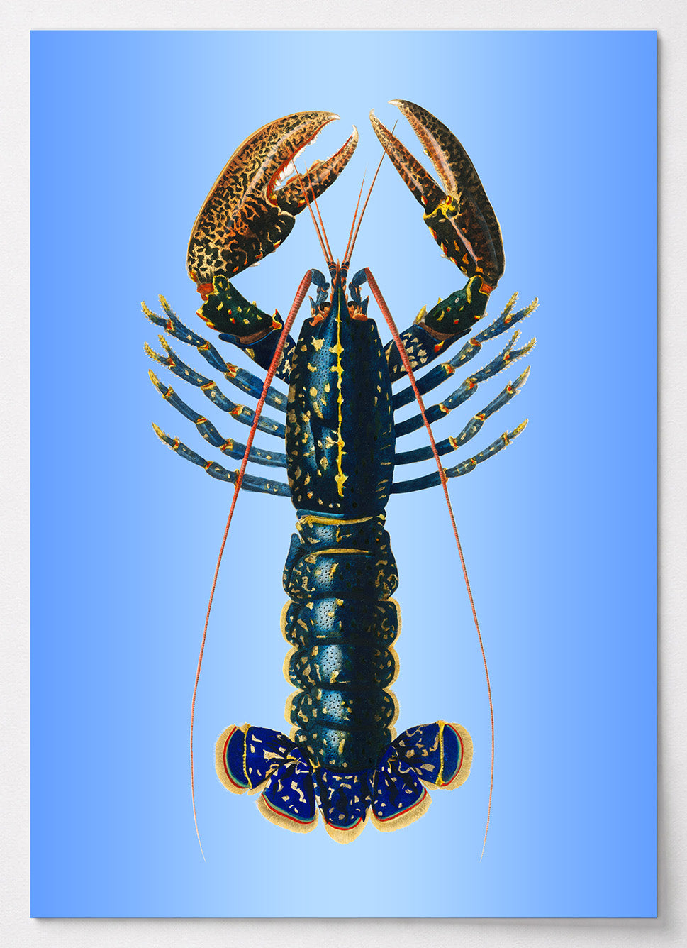 Maritimes Küchen Poster mit blauem Hummer