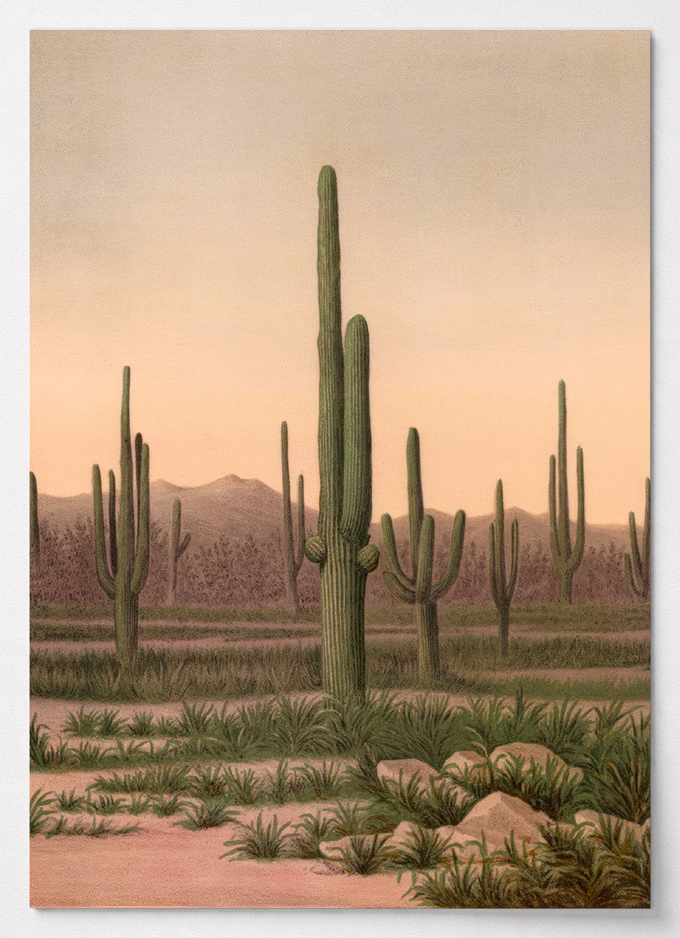 Botanisches Poster mit Saguaro-Kaktus aus der Arizona-Wüste