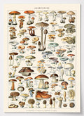 Botanisches Poster mit wissenschaftlicher Pilz-Tafel von Adolphe Millot