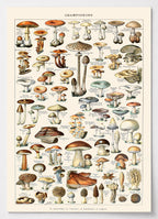 Botanisches Poster mit wissenschaftlicher Pilz-Tafel von Adolphe Millot