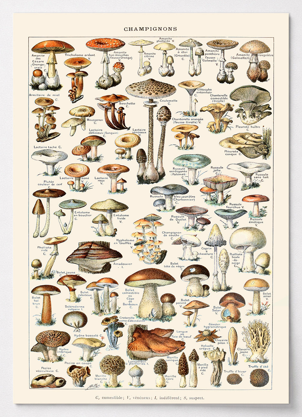 Botanisches Poster mit wissenschaftlicher Pilz-Tafel von Adolphe Millot