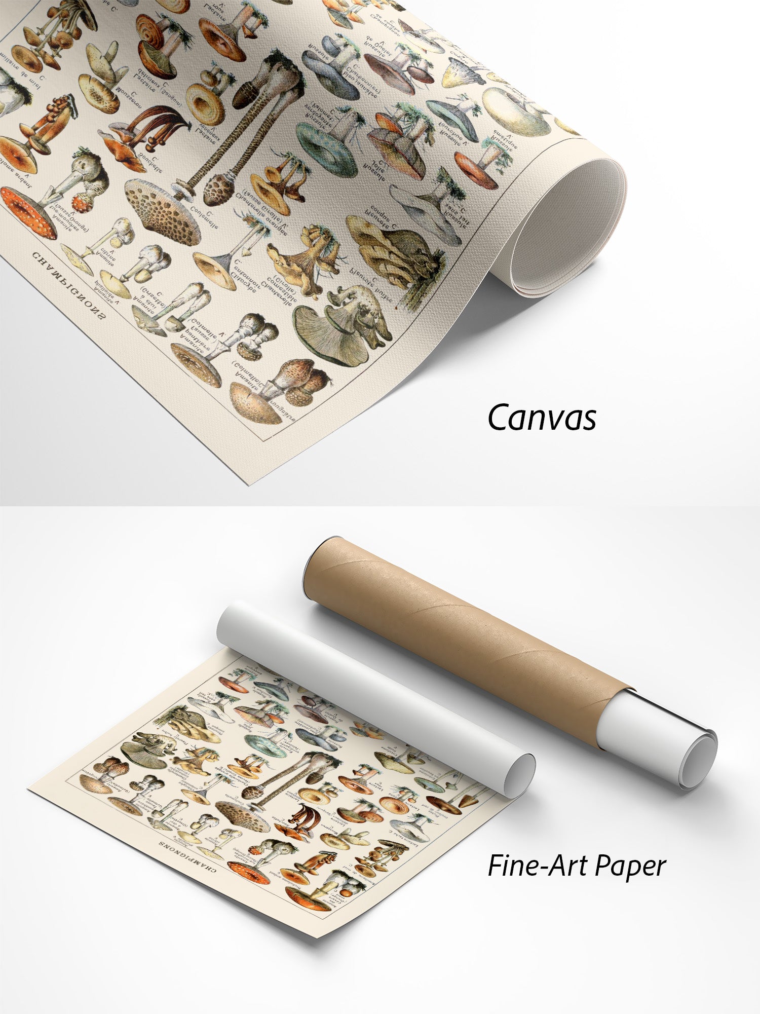 Champignons Pilze Poster auf Canvas und Fine-Art-Papier im Materialvergleich