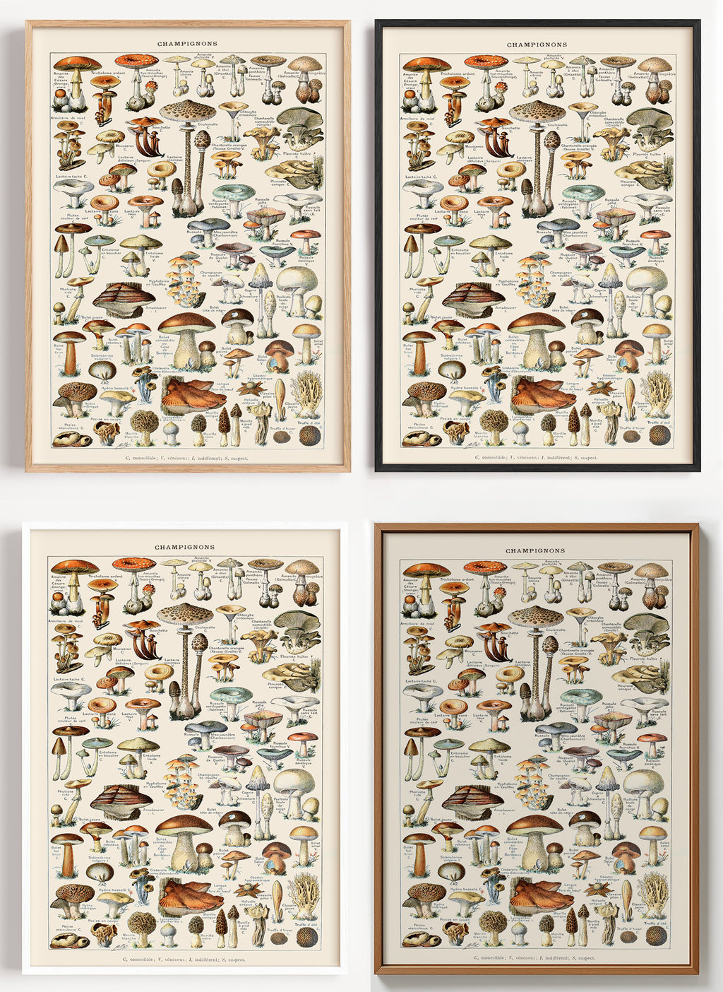 Pilze Poster botanisch als Wandbild auf Papier oder Leinwand