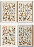 Pilze Poster botanisch als Wandbild auf Papier oder Leinwand