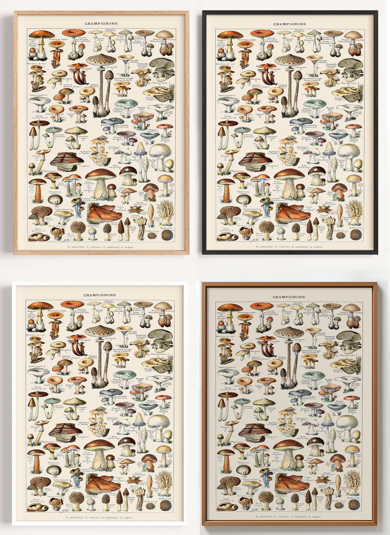 Pilze Poster botanisch als Wandbild auf Papier oder Leinwand