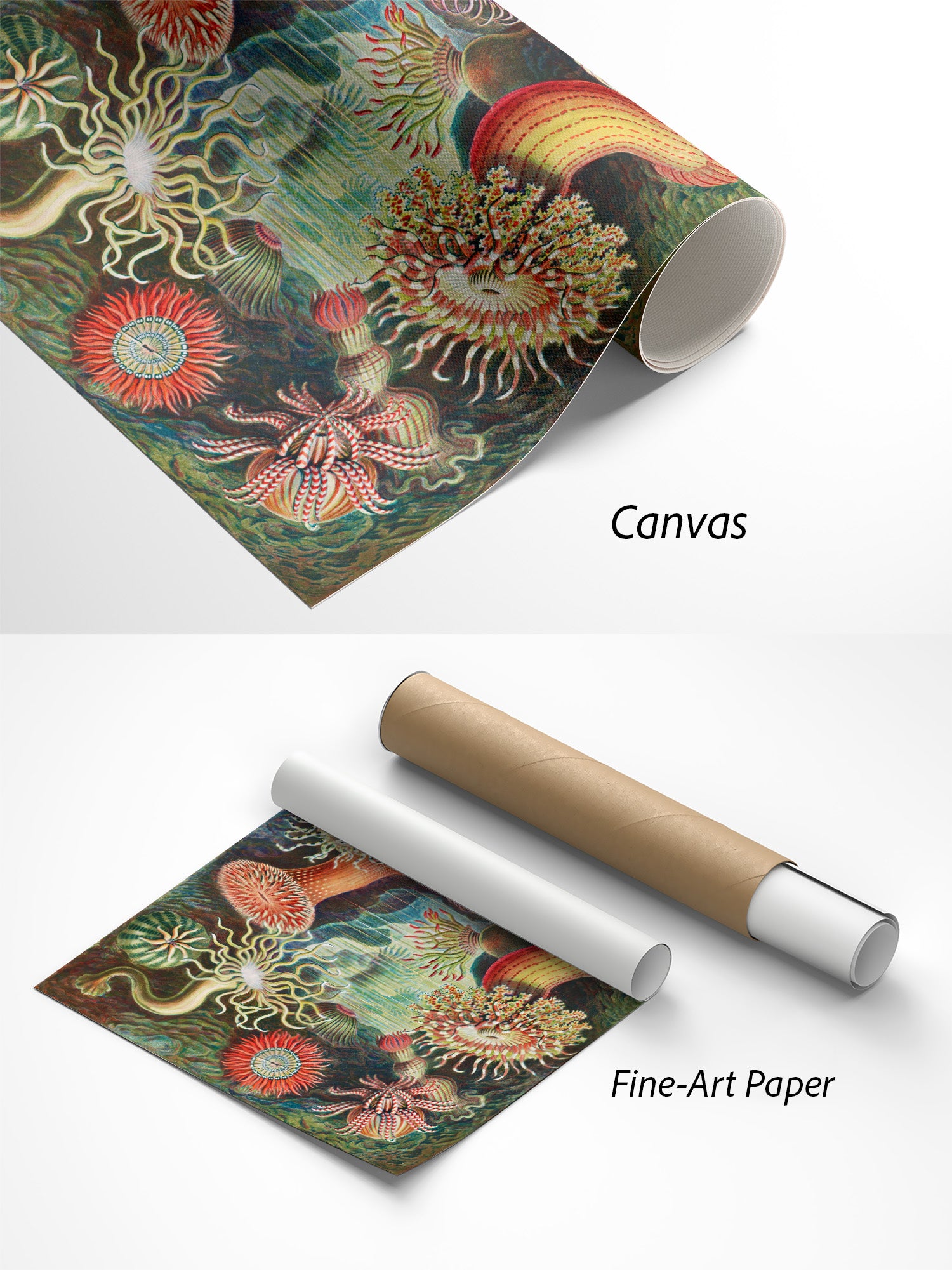 Ernst Haeckel Actiniae Kunstdruck auf Canvas und Fine-Art-Papier im Materialvergleich