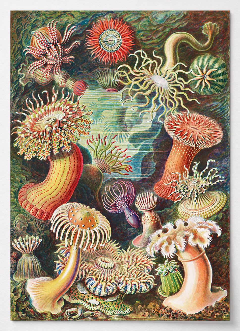 Botanisches Poster mit Seeanemonen von Ernst Haeckel