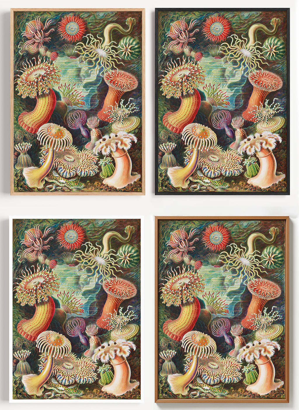 Haeckel Poster Seeanemonen als Wandbild auf Papier oder Leinwand