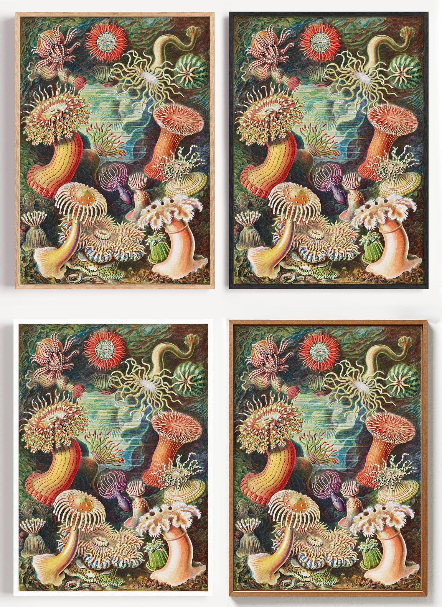 Haeckel Poster Seeanemonen als Wandbild auf Papier oder Leinwand