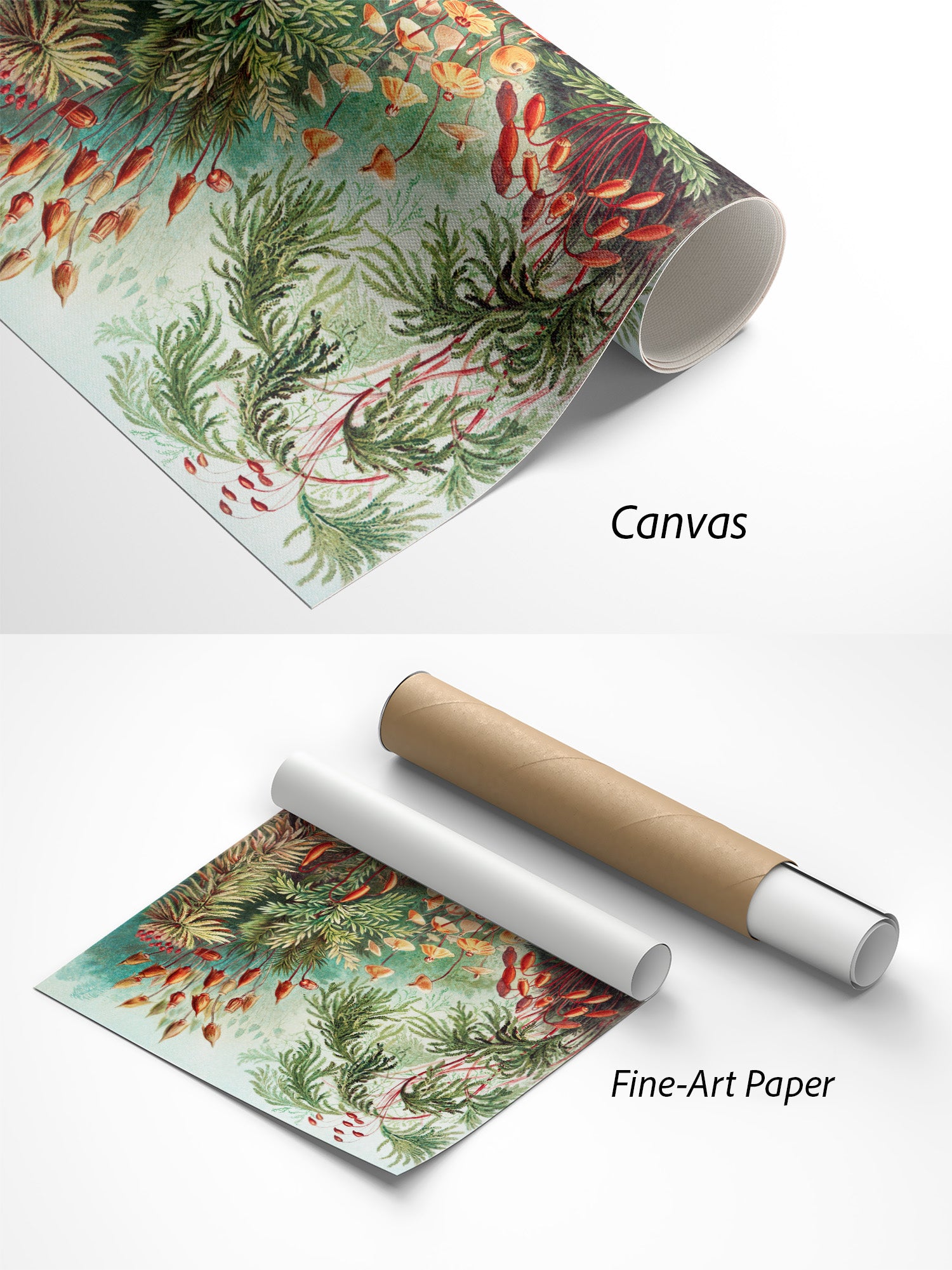 Ernst Haeckel Muscinae Kunstdruck auf Canvas und Fine-Art-Papier im Materialvergleich