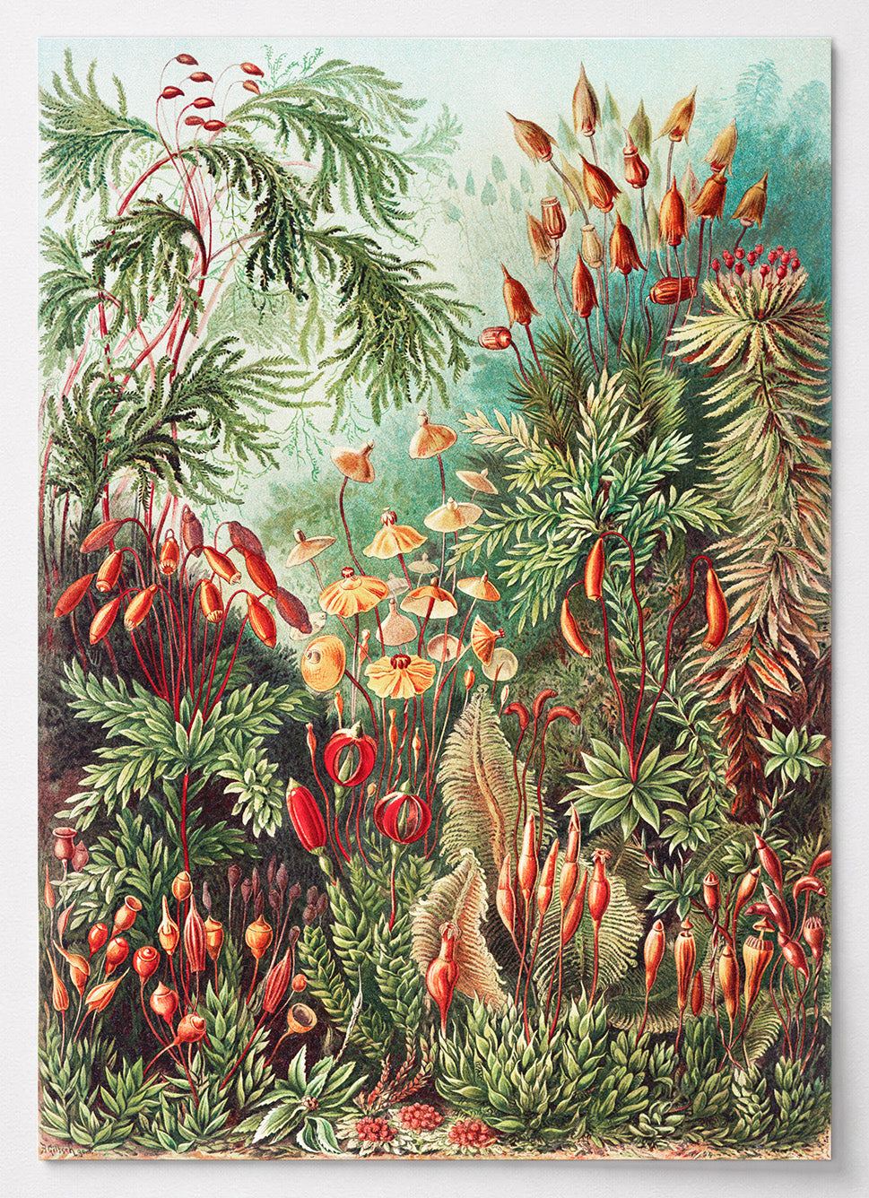Botanisches Poster mit Moosen und Farnen von Ernst Haeckel