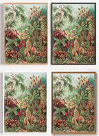 Ernst Haeckel - Muscinae