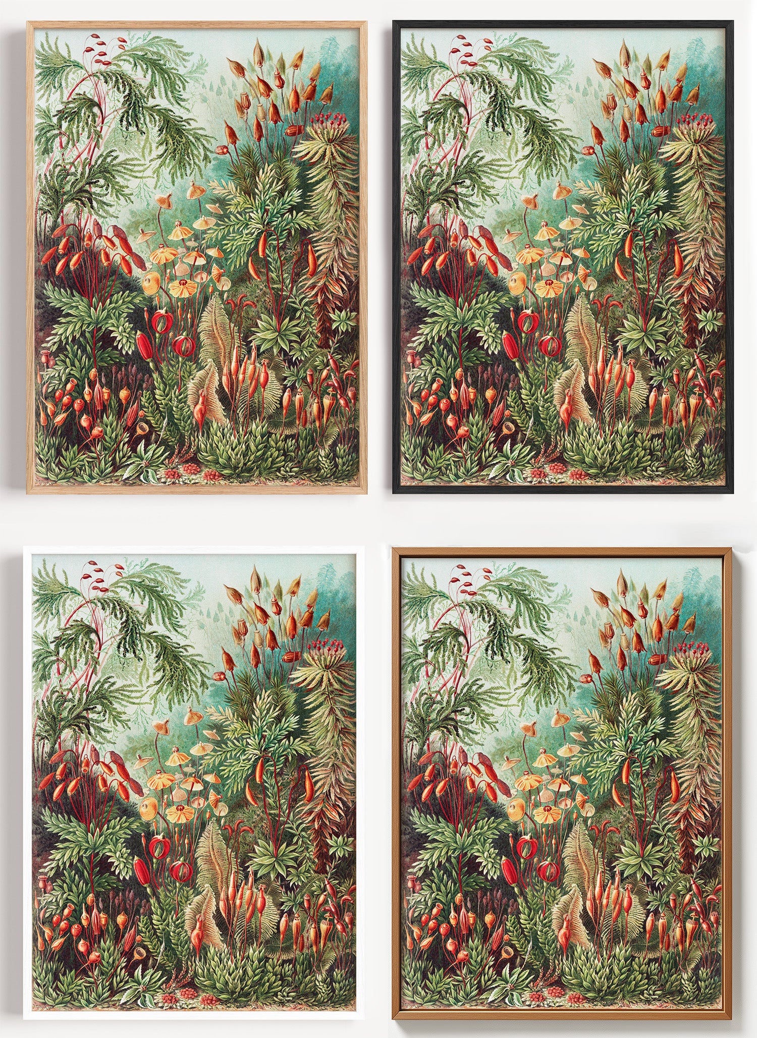 Haeckel Poster Moose und Farne als Wandbild auf Papier oder Leinwand