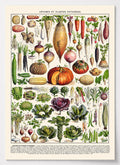 Botanisches Gemüse Poster mit französischer Vintage-Illustration