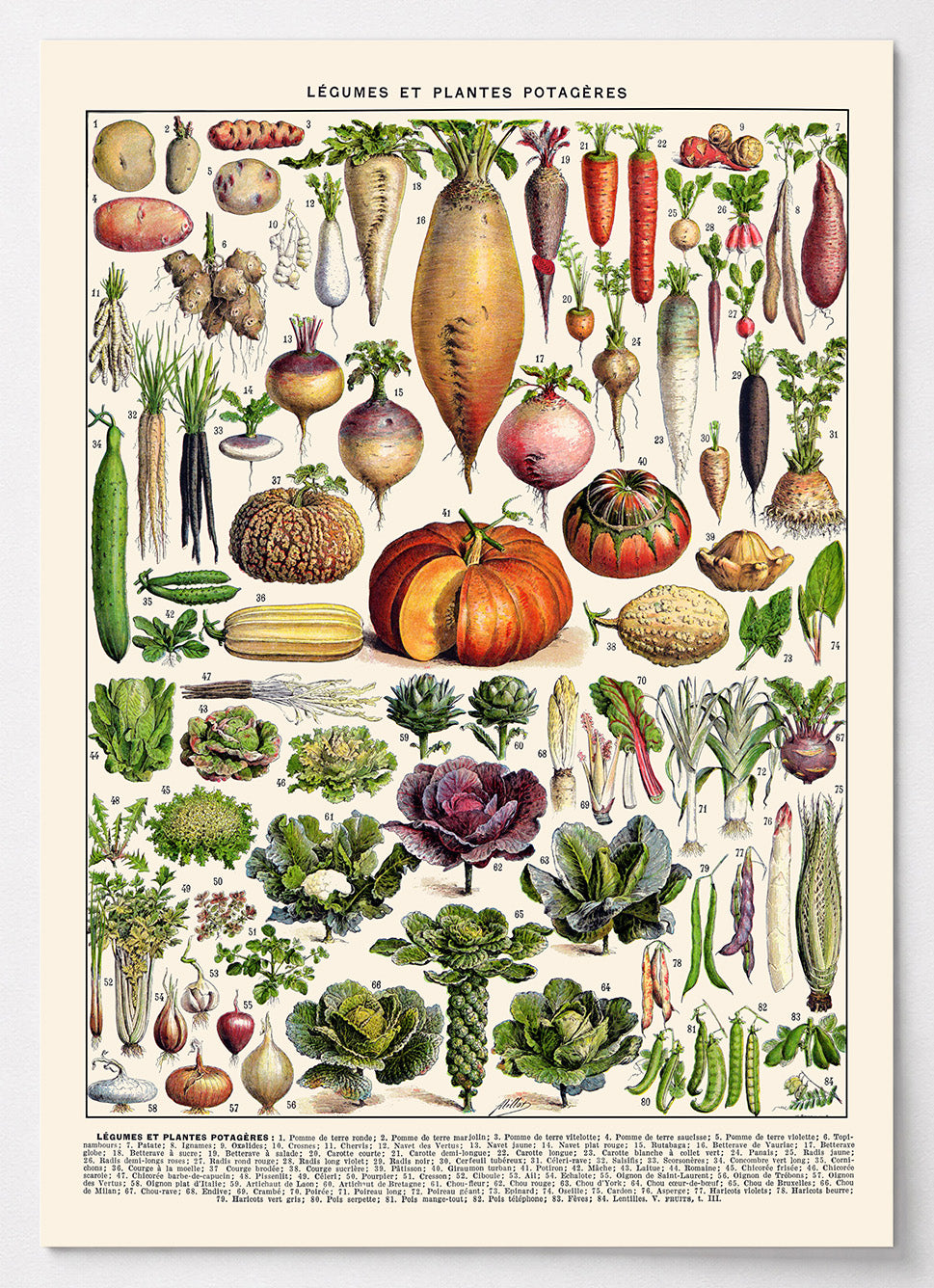 Botanisches Gemüse Poster mit französischer Vintage-Illustration
