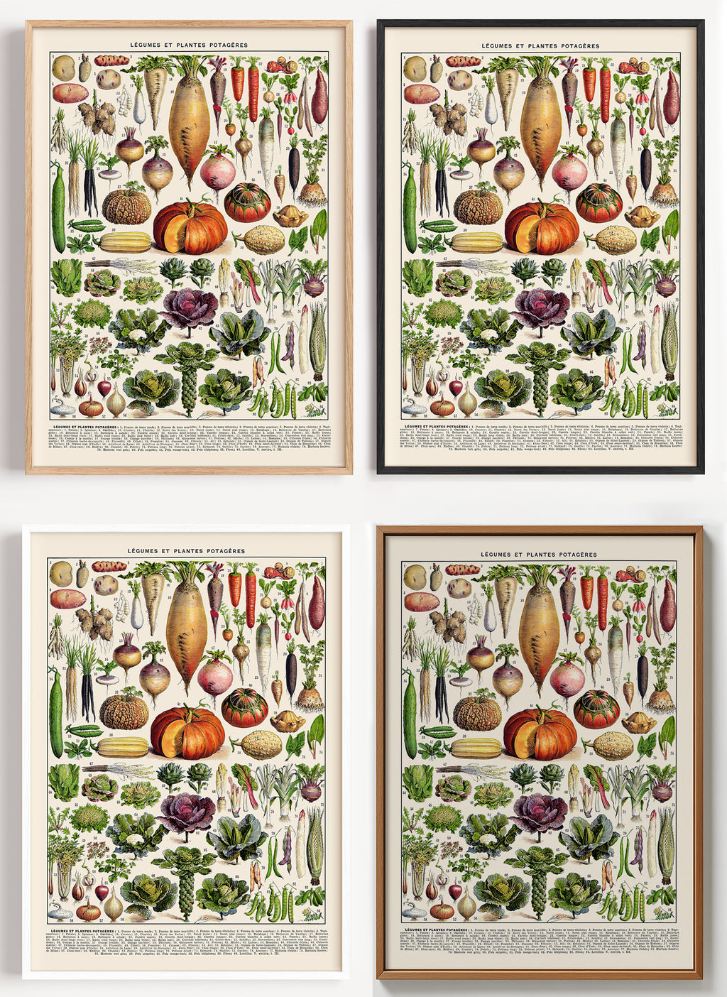 Botanisches Gemüse Poster als Wandbild auf Papier oder Leinwand