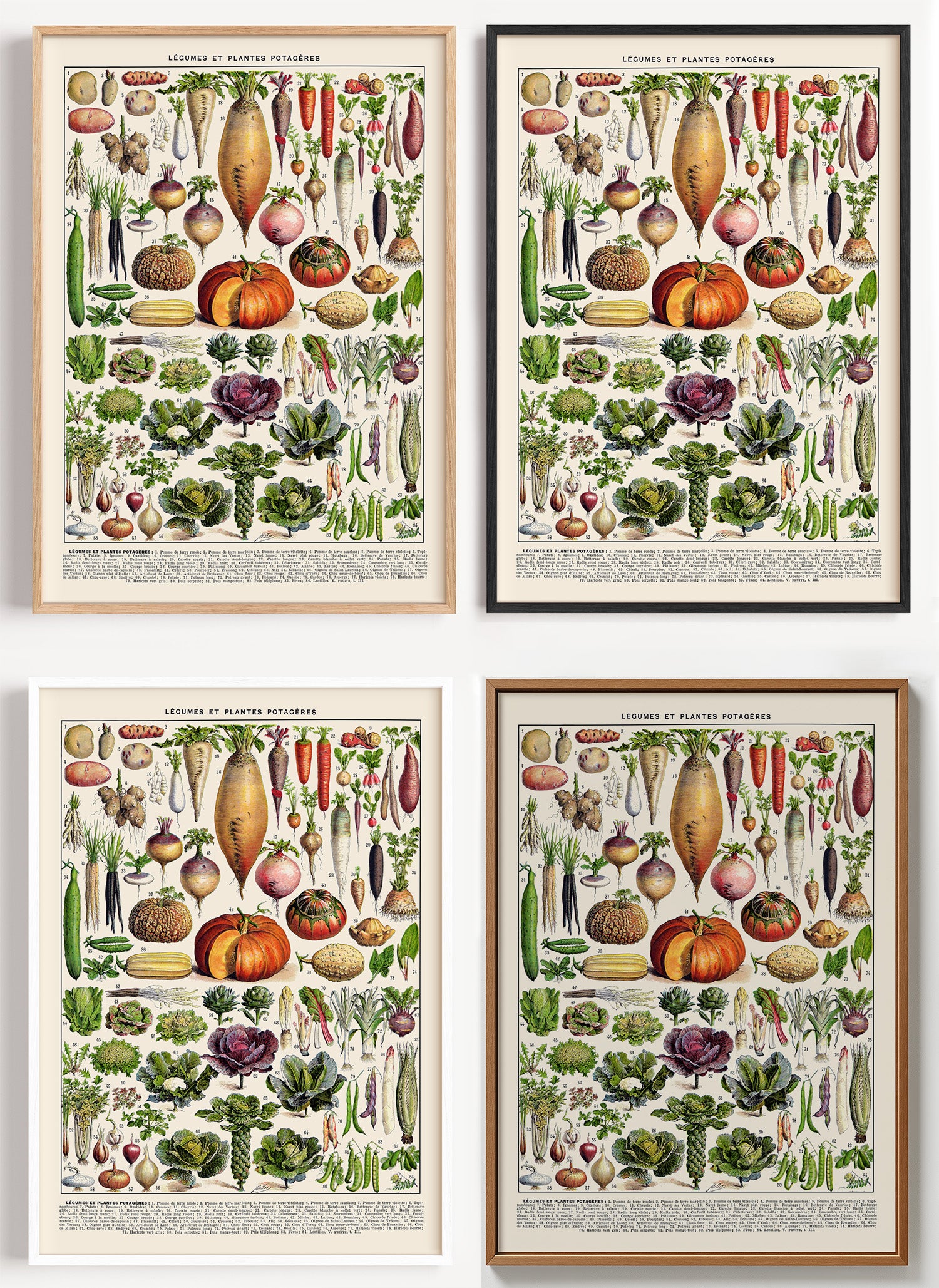 Botanisches Gemüse Poster als Wandbild auf Papier oder Leinwand