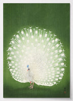 Japanisches Poster mit weißem Pfau von Ohara Koson