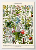 Adolphe Millot - Plantes Médicinales