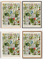 Adolphe Millot - Plantes Médicinales