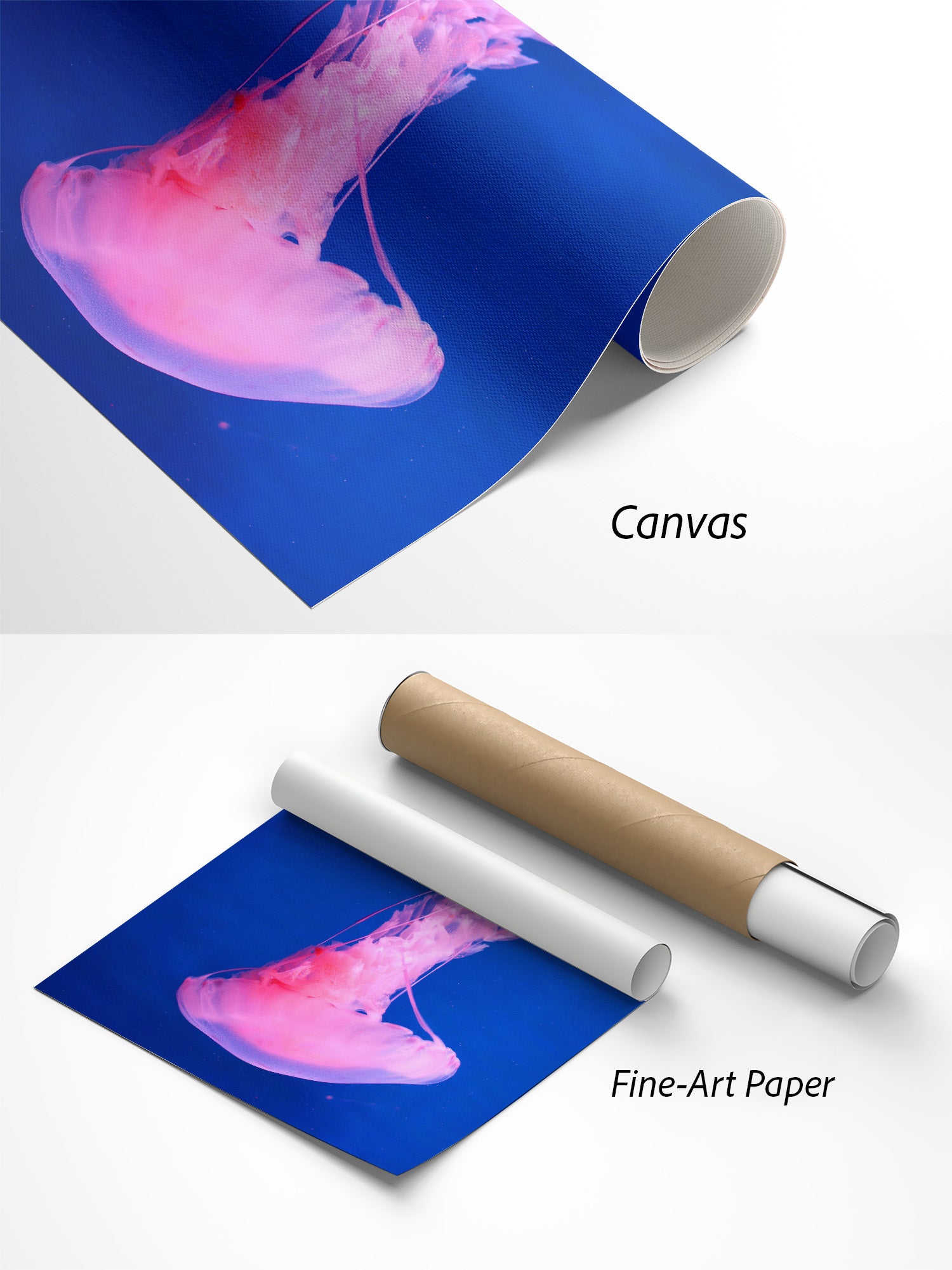 Rosa Qualle Quallen Poster auf Canvas und Fine-Art-Papier im Materialvergleich