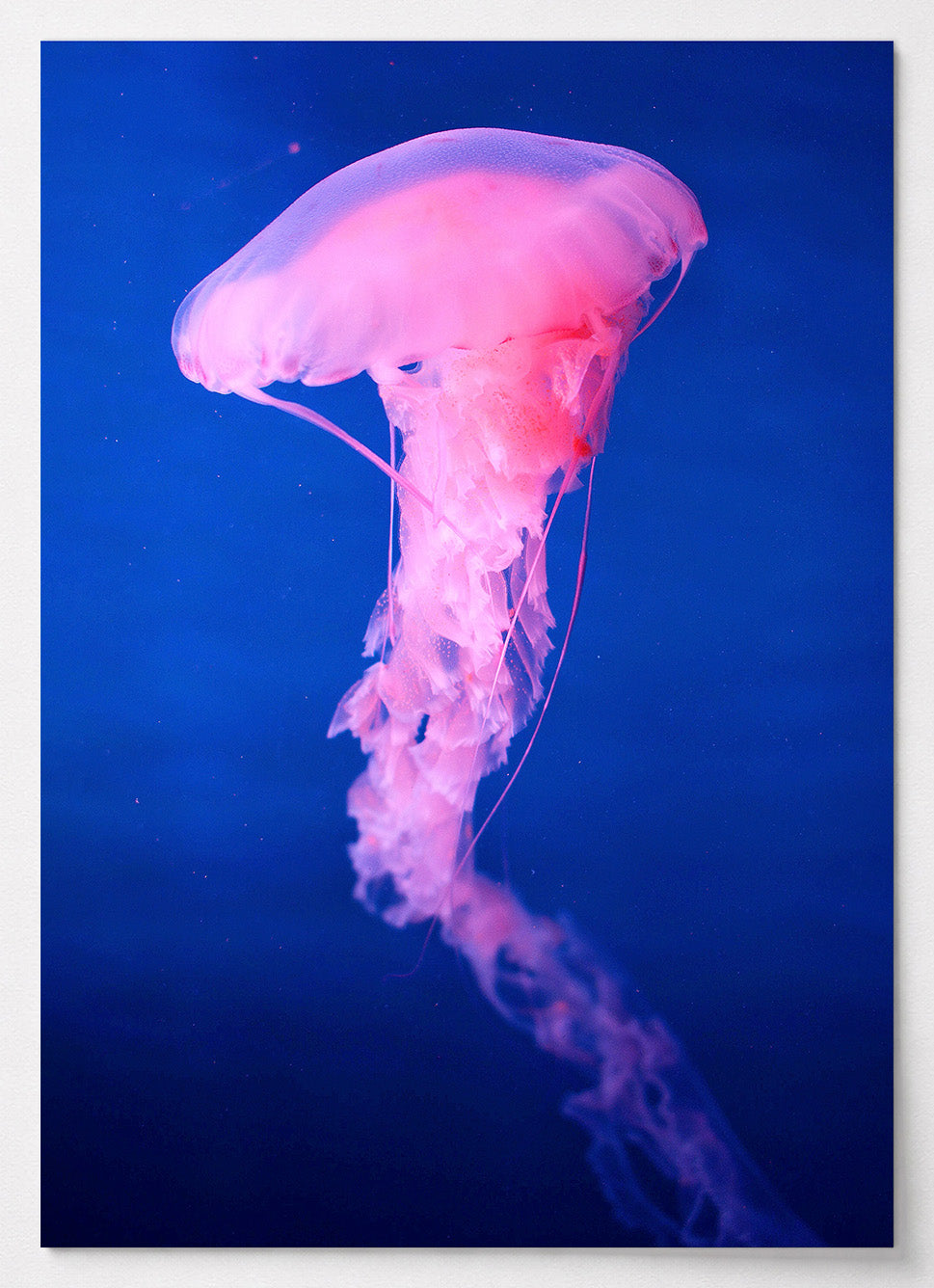 Poster mit rosafarbener Qualle vor dunklem Unterwasserhintergrund