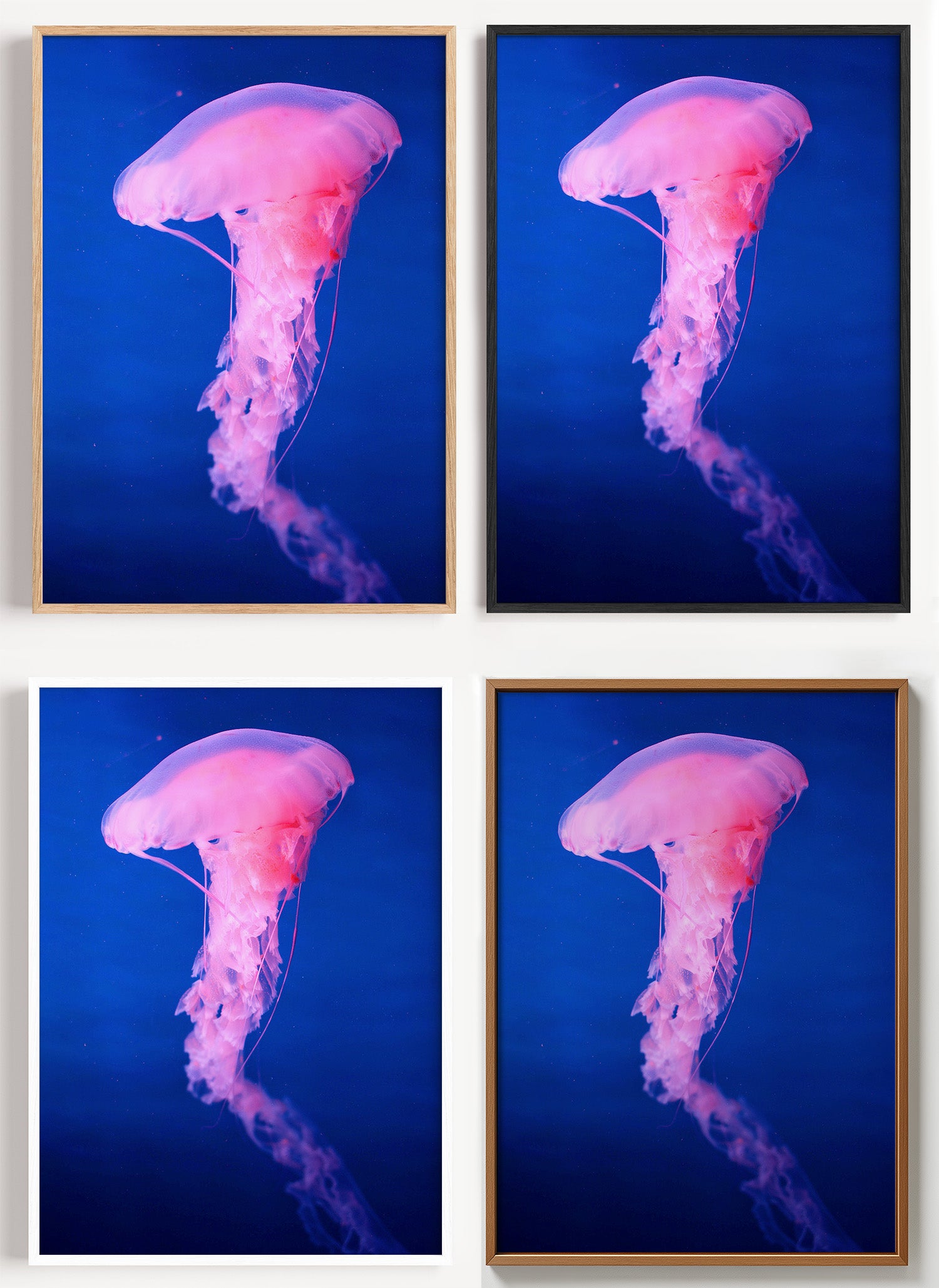Quallen Poster in Rosa als Wandbild auf Papier oder Leinwand